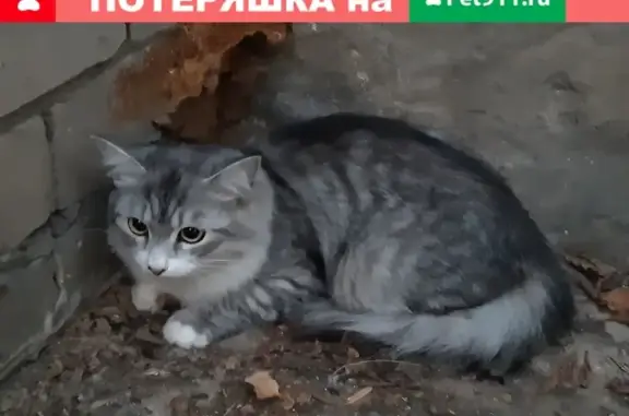 Найдена кошка на ул. Ташкентская, 109