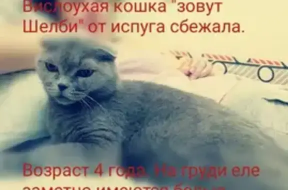 Пропала кошка Шелби в Сергиево-Посадском городском округе