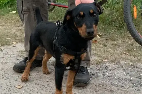 Найден спокойный пёс в деревне Санино, Владимирская область