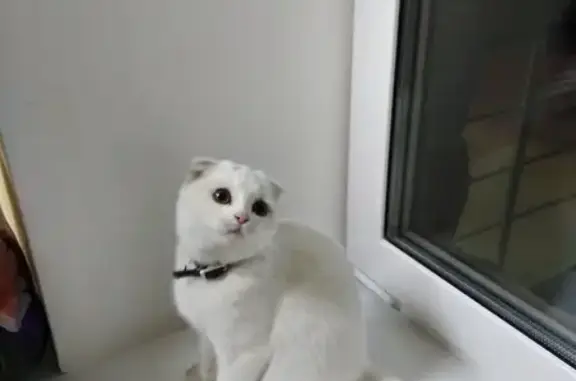 Пропала кошка белого цвета на Бакалинской улице, Уфа