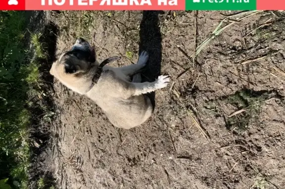 Объявления о пропавших и найденных животных, Калининград, фото: Пропала собака Кличка джокер, вознаграждение!