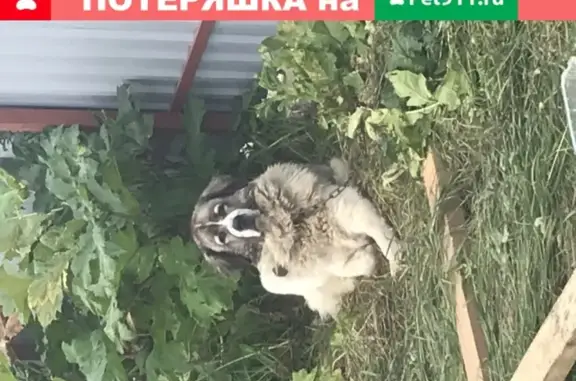 Найдена собака в кп Фонтенбло, деревня Жуковка