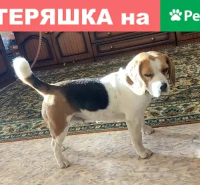Пропала собака в Жигулёвске, вознаграждение 20 000 руб.