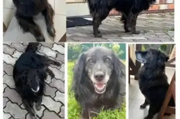 Найдена собака в Сивково, Одинцовский район