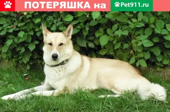Пропала собака в Истринском районе Московской области