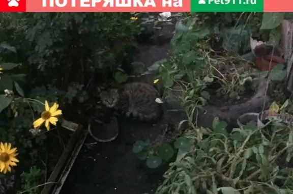 Найден кот на Московской, 66 (Орел)