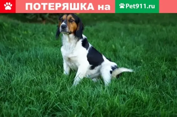 Собака пропала в Печатниках, Москва