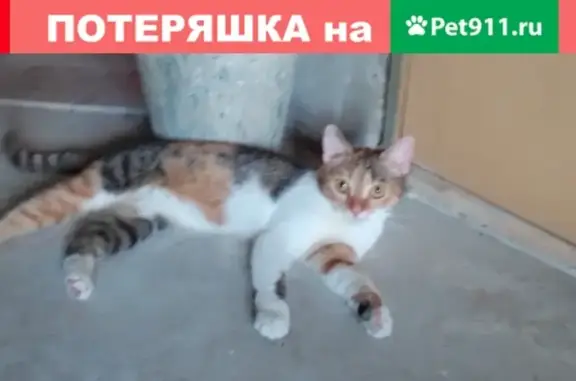 Пропала кошка на улице Ленина в Шебекино