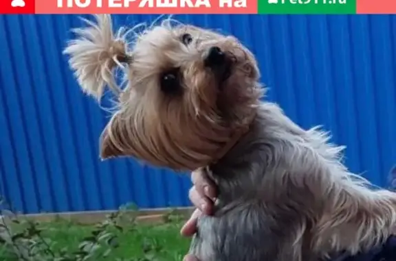 Пропала собака Ева в деревне Сгонники, Мытищинский район