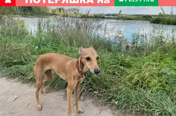 Собака найдена в Москве!