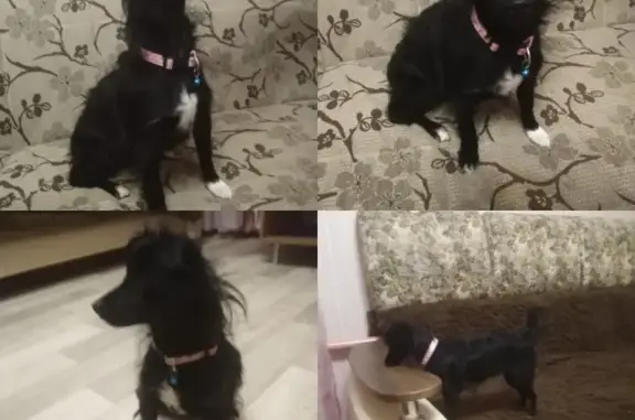 Найдена чёрная собака на ул. Академика Завойского