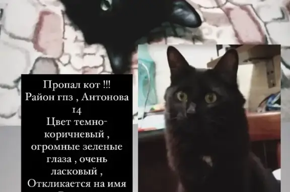 Кошки потеряшки, Пенза, фото: Потеряшка кот Васька, ул. Антонова, Пенза