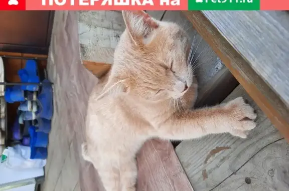 Найден рыжий кот в Сартаково, ищет новый дом