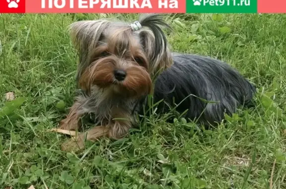 Пропала собака Шери в деревне Алексино