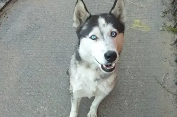 Собака найдена на улице Авиационная, Чита.