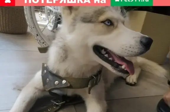 Найдена собака на Ершова 5, Казань