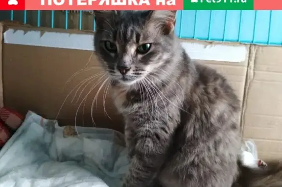 Найдена домашняя кошка в Ясенево на Соловьином проезде