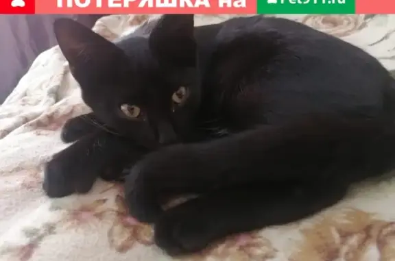Найден чёрный котик на м. Славянский бульвар