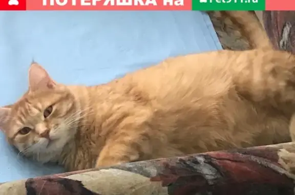 Пропала кошка Котик на автозаправке в Сегежах, ищем уже 10 дней