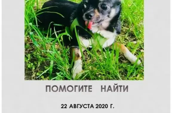 Пропала собака Чолли в Малоярославце, Калужская обл.