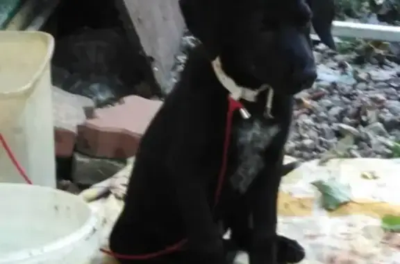 Найден щенок в Хосте на ул. Самшитовая