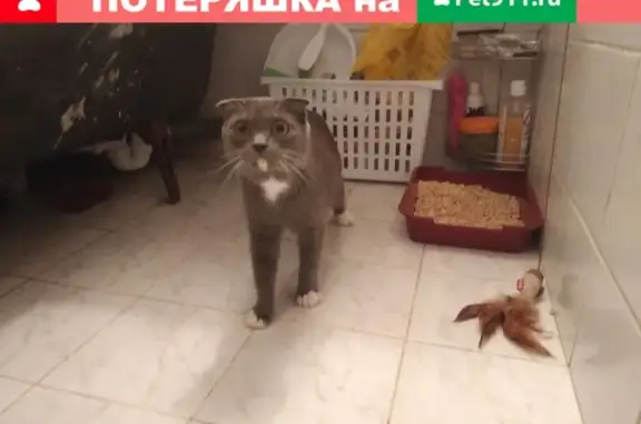 Найдена серая кошка в Москве
