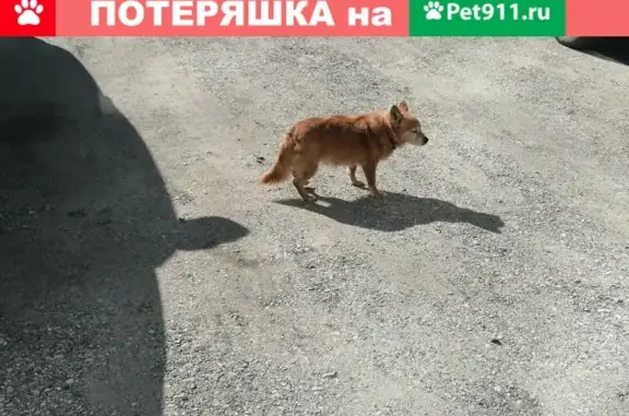 Найдена собака в Пензе на ул. Медицинской