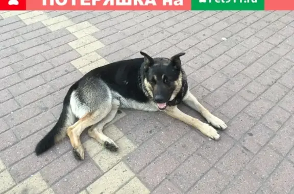 Найдена собака Кобель в Раменском