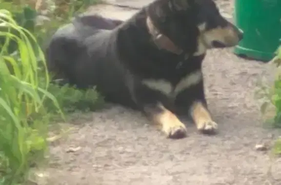 Найдена собака в Московской области, возле Серебряных Прудов