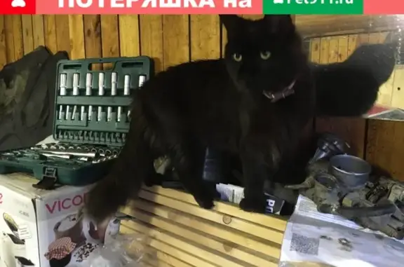 Кошки потеряшки, Москва, фото: Потеряшка кошка Шаня в г. Дрезна, Московская обл. на ул. Слободка, 24