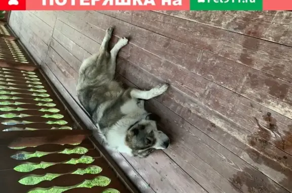 Собака Алабай найдена в Чехове, Россия.