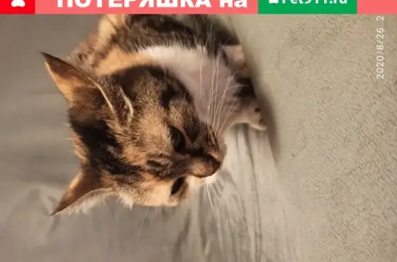 Кошка найдена около метро Ленинский проспект