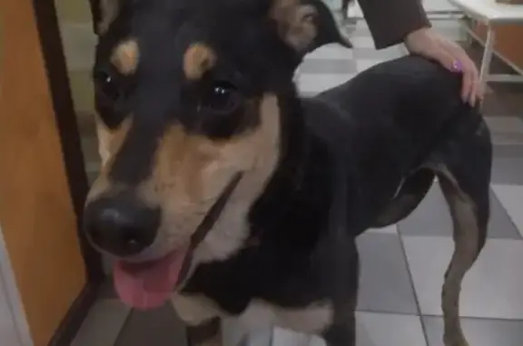 Найдена собака Сучка в Москве, 3-й Крутицкий переулок.