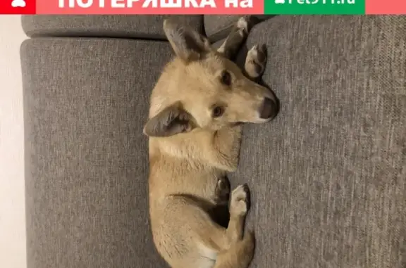 Собака с ошейниками в Воронеже.