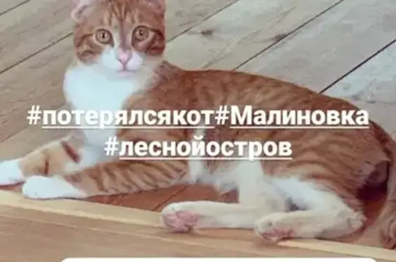 Пропал кот в Сосновском районе, деревня Малиновка