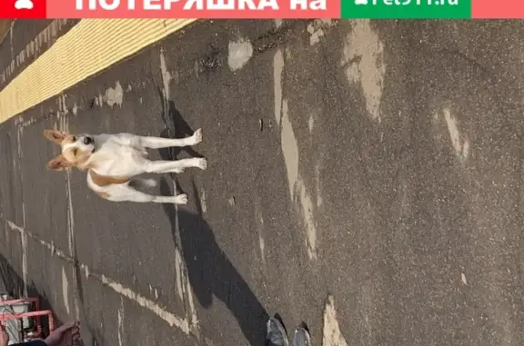 Найдена собака на станции Подрезково