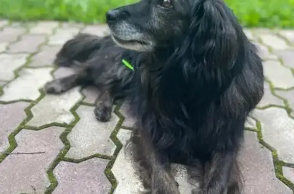 Найдена собака в Одинцовском районе, срочно ищет новый дом