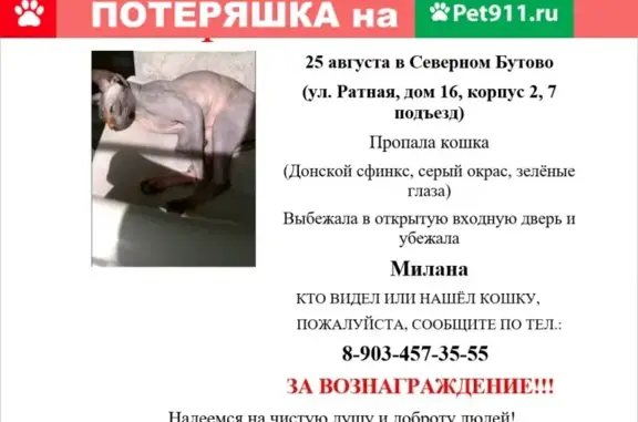 Пропала кошка на Ратной улице, Москва, 16к2, подъезд 7.