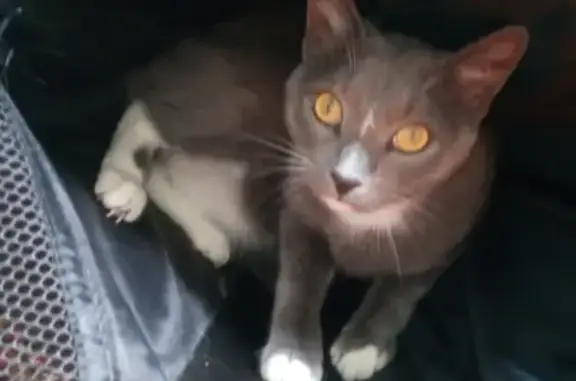 Кошки потеряшки, Тамбов, фото: Потеряшка кошка на Елецкой улице, ищем Сеню!