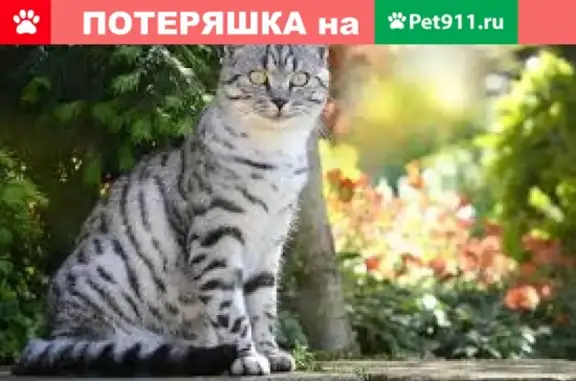 Пропал кот Митя на ул. Ларионова, 40-42
