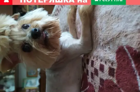 Объявления о пропавших и найденных животных, Нижний Новгород, фото: Пропала собака на Агрономической улице в Н. Новгороде