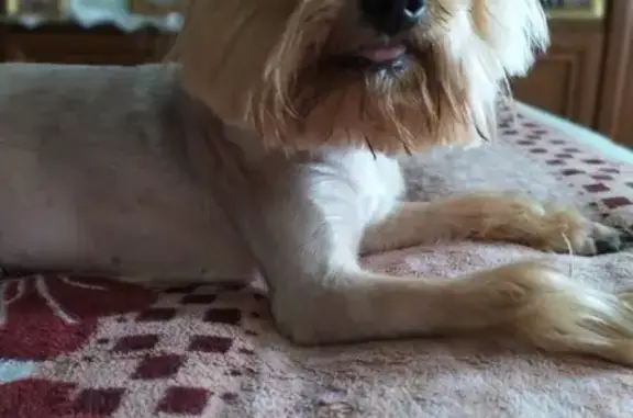 Объявления о пропавших и найденных животных, Нижний Новгород, фото: Пропал йоркширский терьер на ул. Агрономическая, Н. Новгород