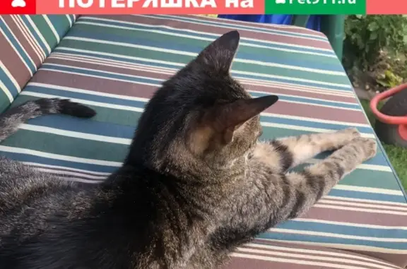 Найдена домашняя кошка в районе Курьяново (Москва)