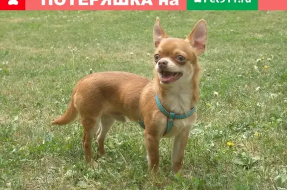 Пропала собака Майкл в поселке Загорянский, вознаграждение.