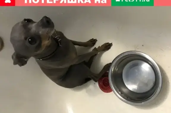 Собака Чихуахуа найдена в Казани на улице Адоратского
