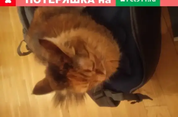 Пропала кошка Маша на Новочерёмушкинской улице