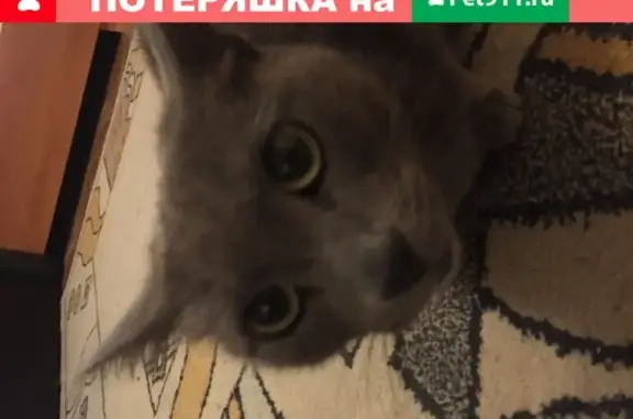 Серый кот найден в Санкт-Петербурге