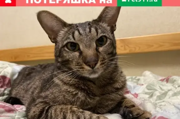 Пропал кот Умка на улице Дружаева, Нижний Новгород
