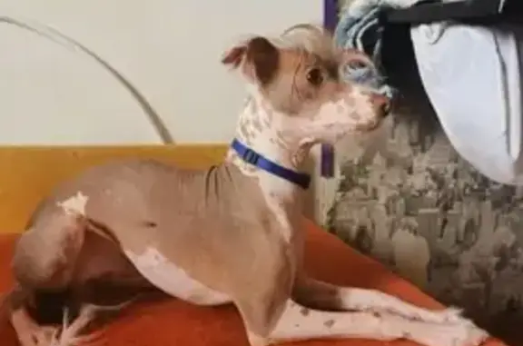Пропала голая мексиканская собака в Царицыно, вознаграждение! (41 символ)