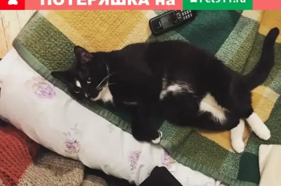 Пропал кот Аменхотеп на ул. Новоостаповская, Москва